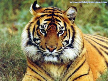 tigre